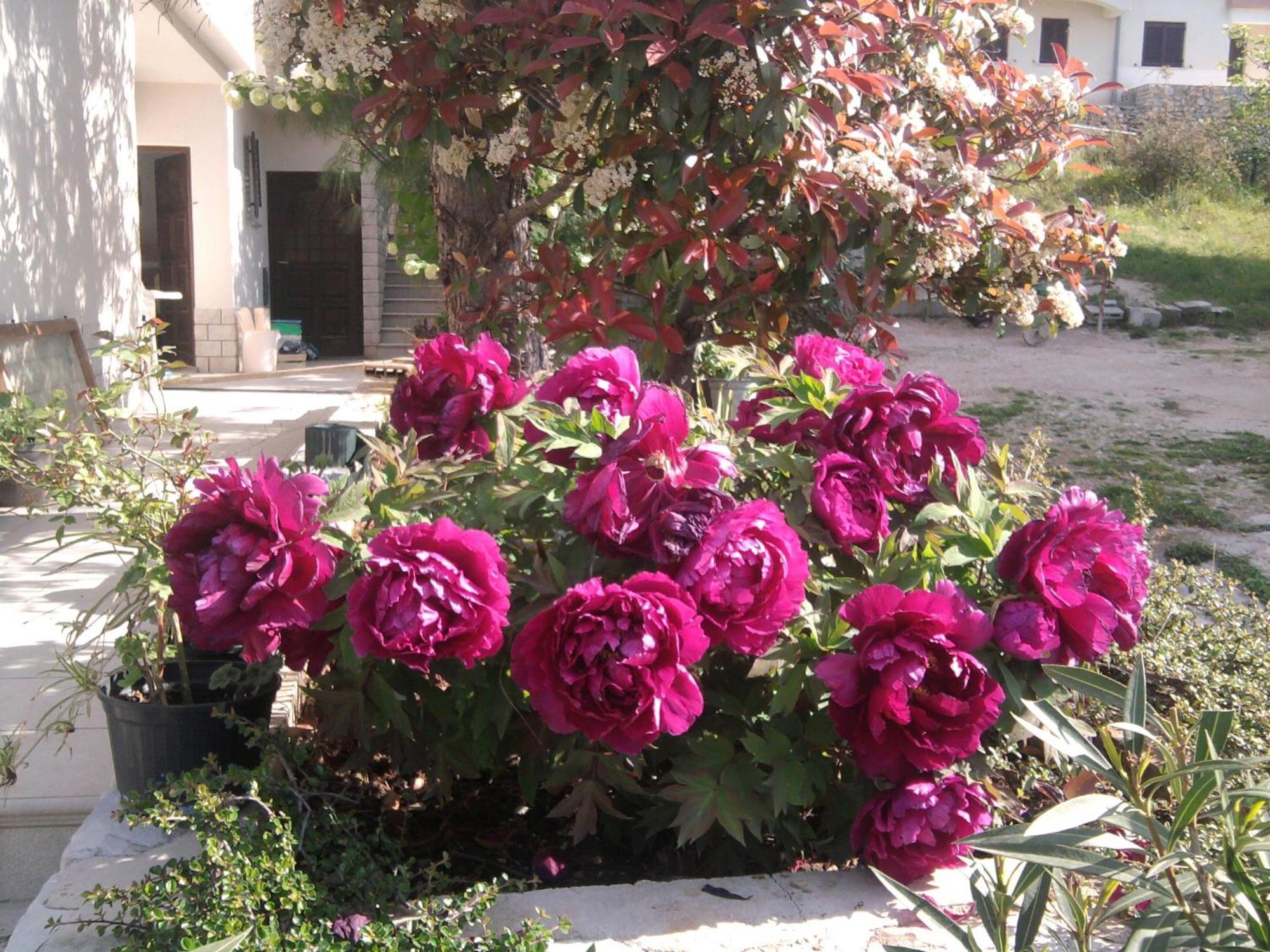 Apartments Silmare Rabac Room photo