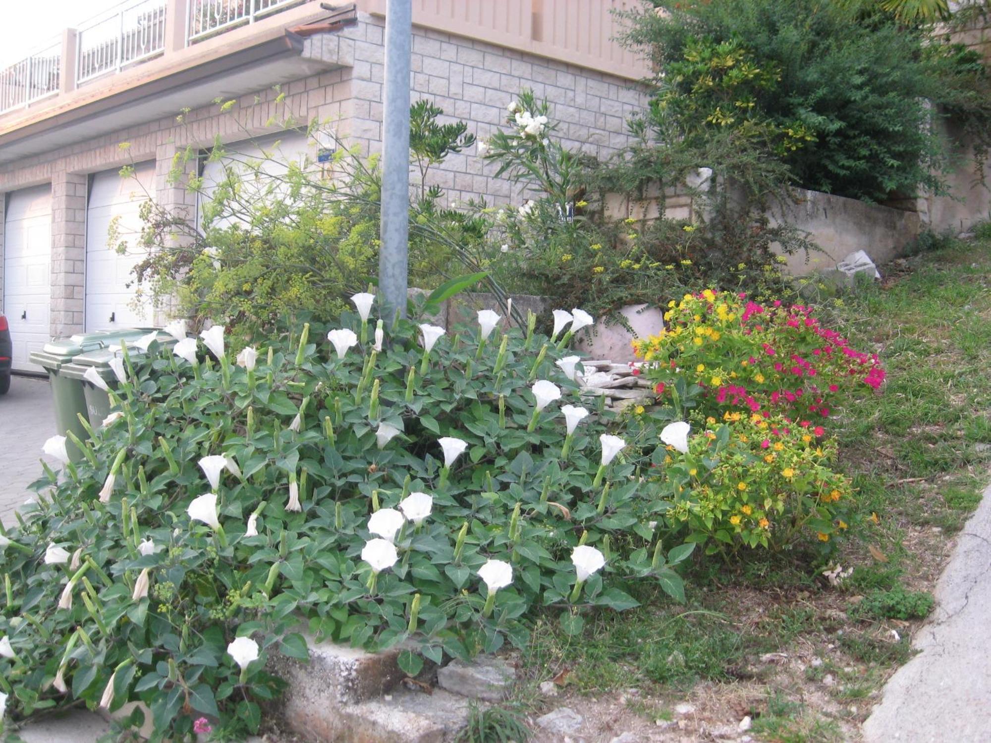 Apartments Silmare Rabac Room photo